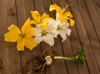 buds of white and yellow lilies with lily onions on a wood background