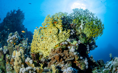 Naklejka na ściany i meble Red Sea Underwater World