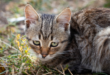 Naklejka premium domestic cat staring at the camera, close up