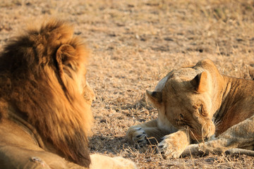 Lion et Lionesse au repos dans le bush