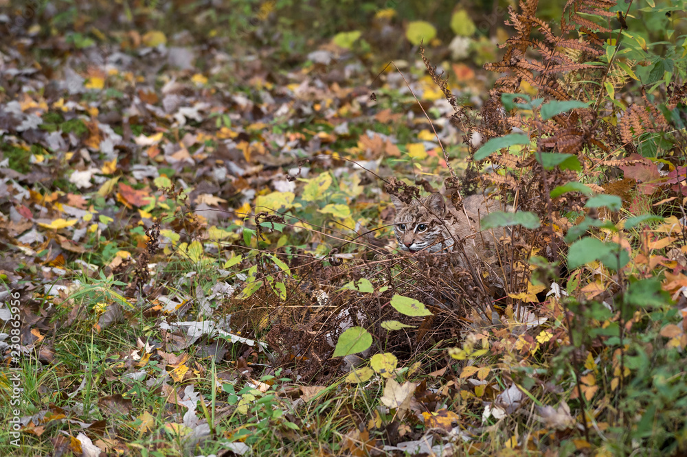 Wall mural bobcat (lynx rufus) hides in autumn grasses