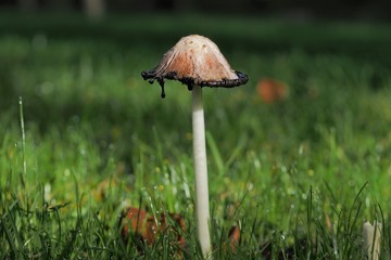 Fungus