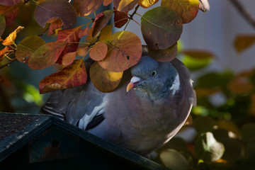 Wood Pigeon under the autumn leaves