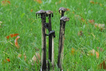 Fungus