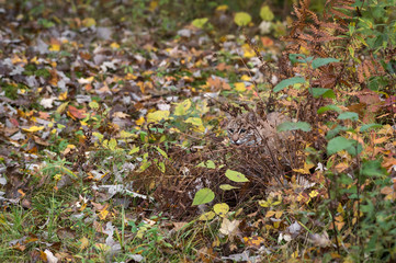 Fototapeta premium Ryś rudy (Lynx rufus) chowa się w jesiennych trawach
