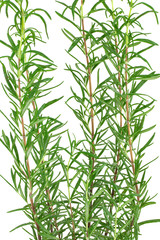 fresh rosemary (Rosmarinus officinalis) isolated on white background