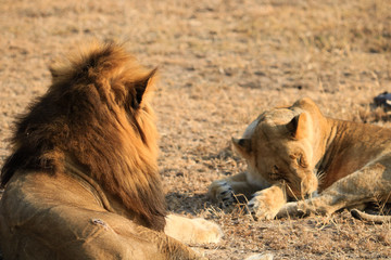 Lion et Lionesse au repos dans le bush