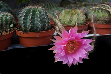 Cactus fiorito, ibrido di Echinopsis