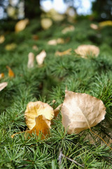 Autumn leaves on a pine branch