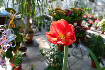 Hippeastrum. Red Amaryllis Flower