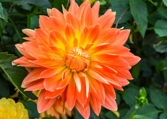 Large red-yellow flower with sharp petals