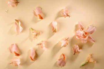 Blossom iris background