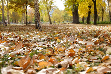 Autumn leaves closeup in the park 