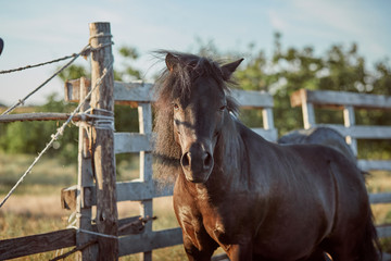 Handsome horse in the paddock. Farm. Ranch.