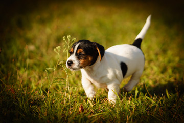 A jack russell terrier puppy is playing outside in a park on the grass