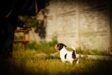 A jack russell terrier puppy is playing outside in a park on the grass