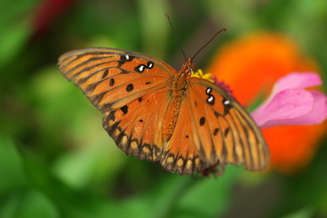 Fototapeta na wymiar Macro Orange butterfly on yellow and red lantana flower 