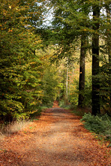 Waldweg im Herbst