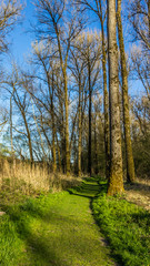 Smartphone HD wallpaper of beautiful view on the danube island near Windorf - Bavaria - Germany