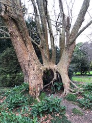 old tree in the forest