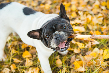 Naklejka premium French bulldog on a autumnal nature background.