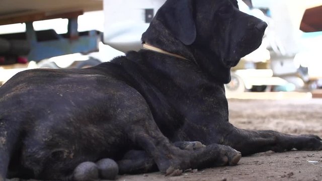 Baja California Machismo Macho Dog Mastif Mix