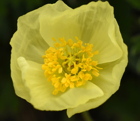 Papaver