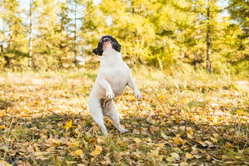 Jumping french bulldog on a autumnal nature background.