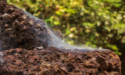 Bright contrast natural background. Dusty heavy old cobwebs with minor natural garbage on a rough porous brown stone with a blurred green background.
