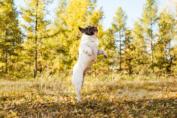 Jumping french bulldog on a autumnal nature background.