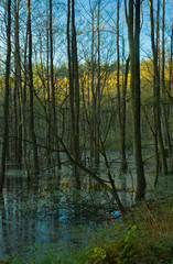 Forest marsh, autumn flood