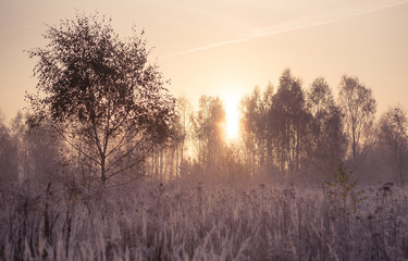 field and forest during the autumn sunrise