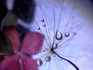 drops of rain on the seed of the plant
