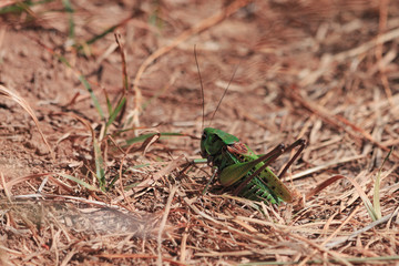 Grass hopper on ground at summer time