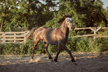 Fototapeta premium Horse running in the paddock on the sand in summer