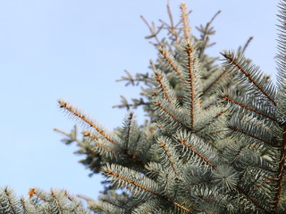 blue spruce on blue sky background