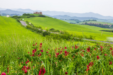 green fields near Volterra in Tuscany