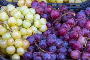 Large grapes in the market of Catania in Sicily