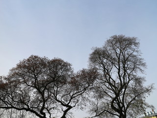 Fototapeta na wymiar blue sky through treetops
