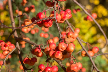  wild apples on twig selective focus