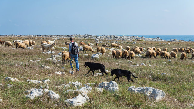 Sch&auml;fer mit Ziegen- und Schafherde in Apulien; Italien