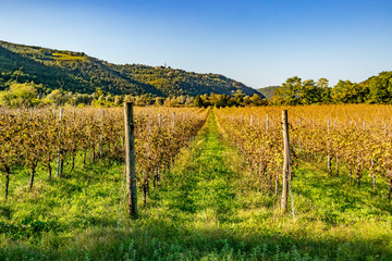 Grape vineyard in the Berici Hills of Vicenza, Veneto - Italy