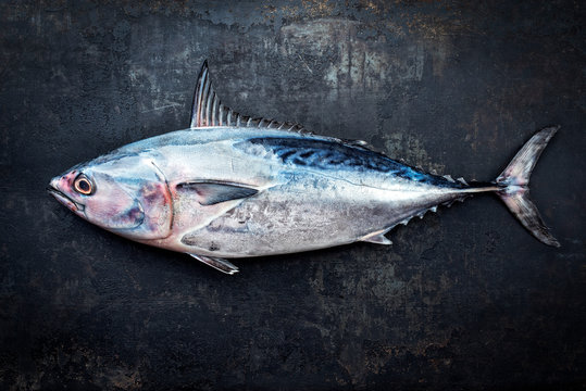 Fresh saltwater bonito as top view on a black rustic background with copy space