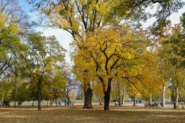 Naklejka premium autumn in the park