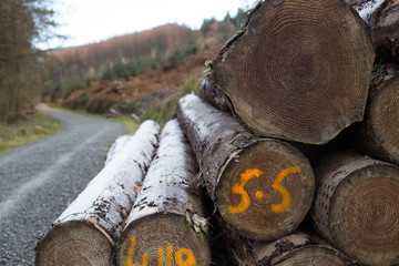 Logs along the road leading up to Ticknock Hill