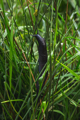 Nacktschnecke an Grashalm