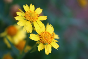 Close-up of flowers growing at garden