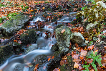 Magical forest waters with wide angle long exposure capture, also available in autumn