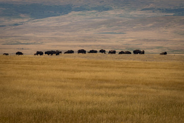Fototapeta na wymiar Buffalo herd on the plains