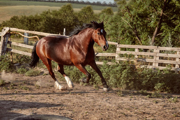 Obraz premium Horse running in the paddock on the sand in summer